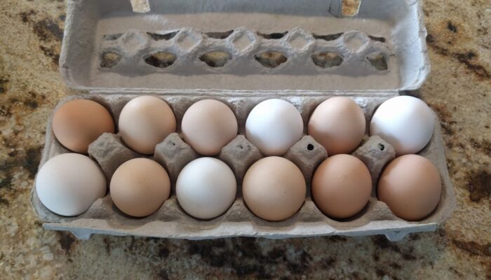 egg carton
