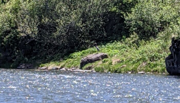 Henry's Fork Sandhill Crane