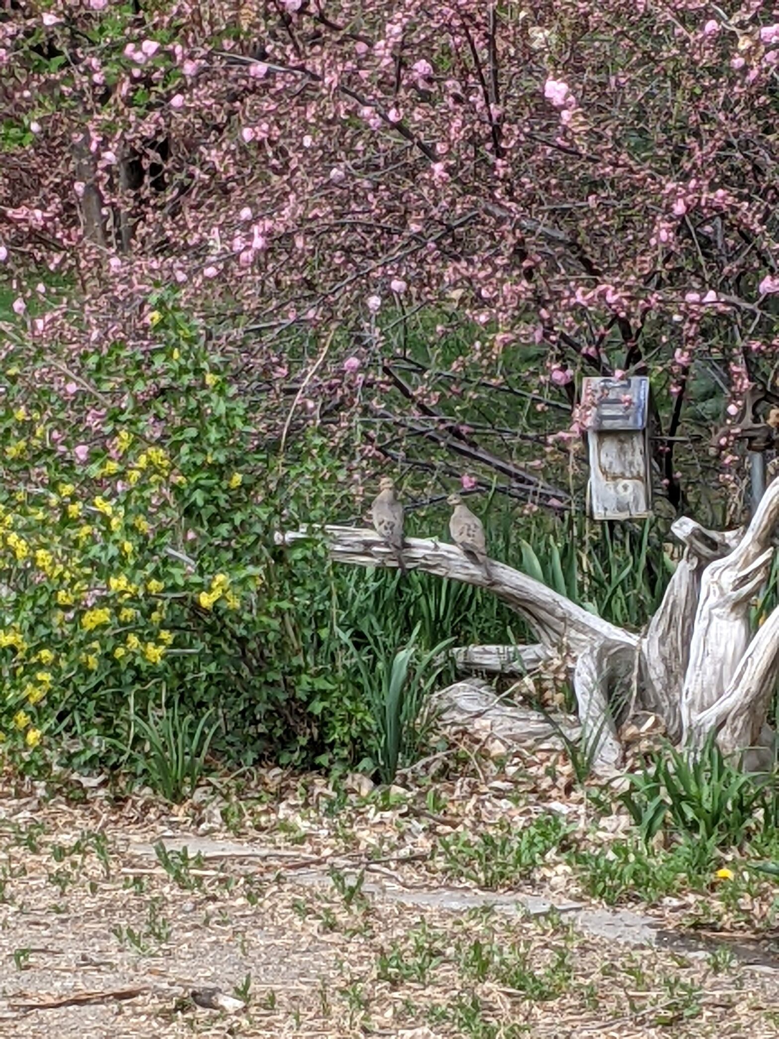 mourning doves