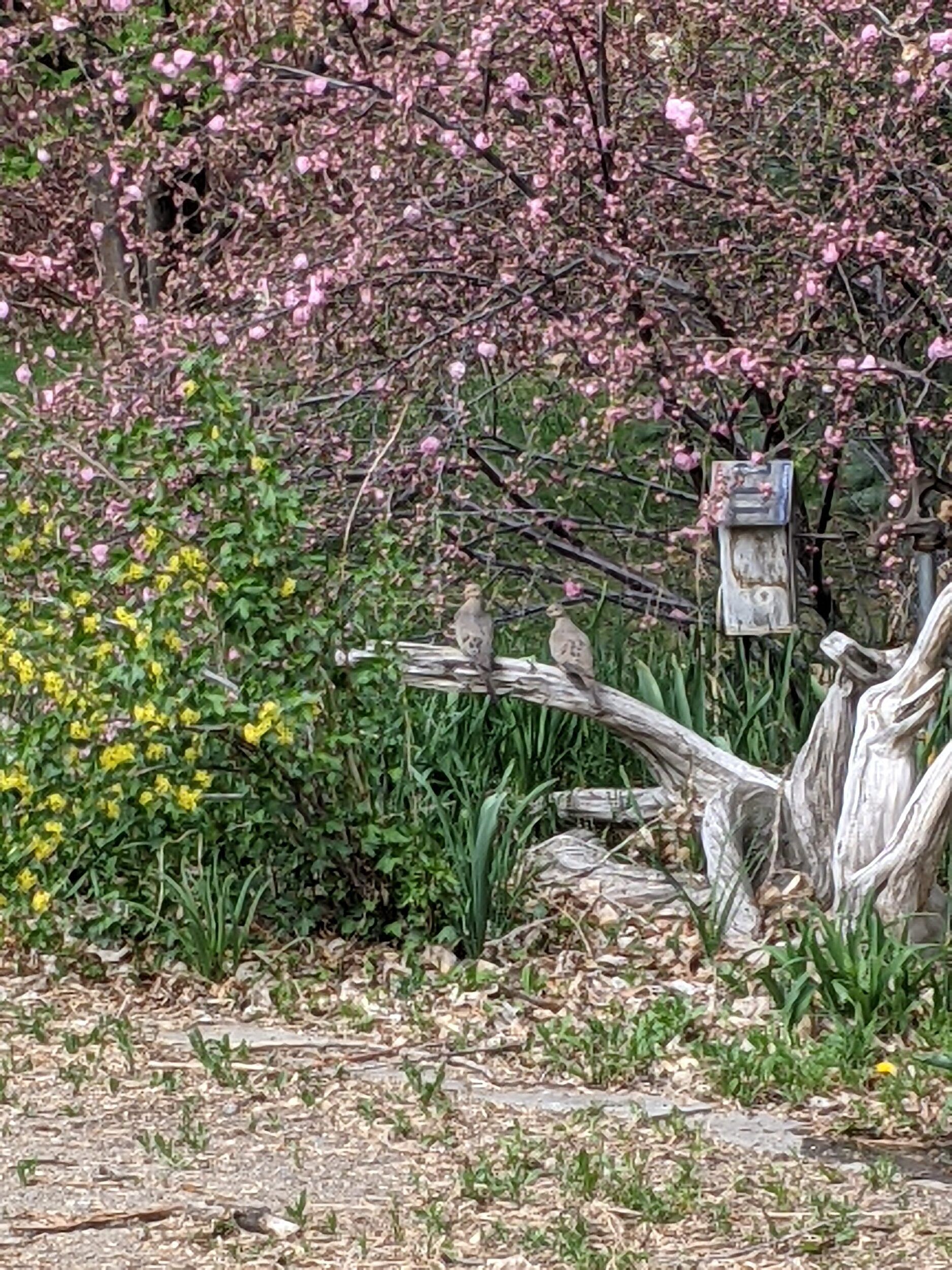 mourning doves