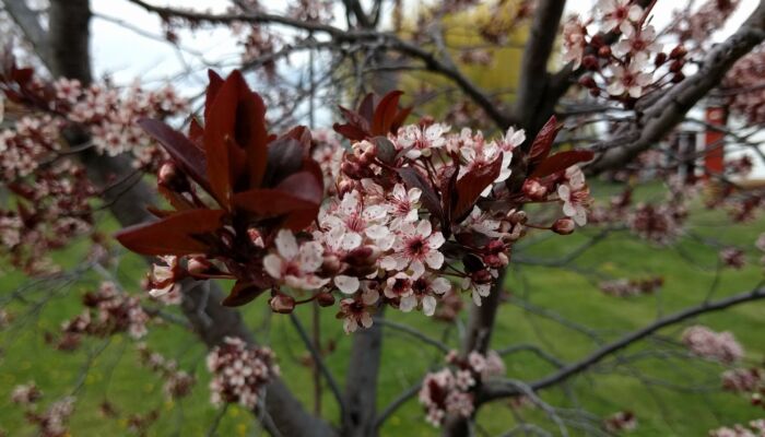 chokecherry blossoms