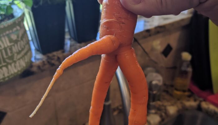 proud young carrot