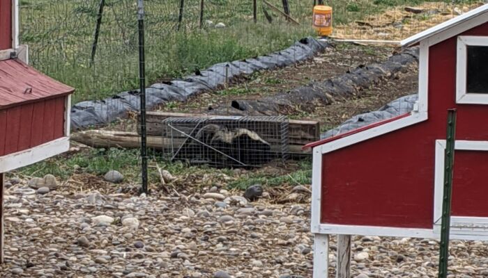 stinky visitor skunk