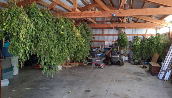 fall tomatoes ripening