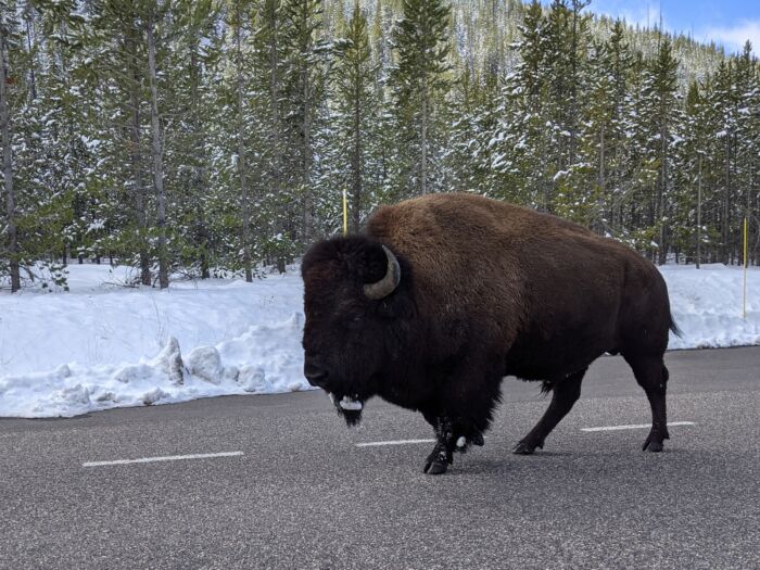 YNPBison(1) YNP bison