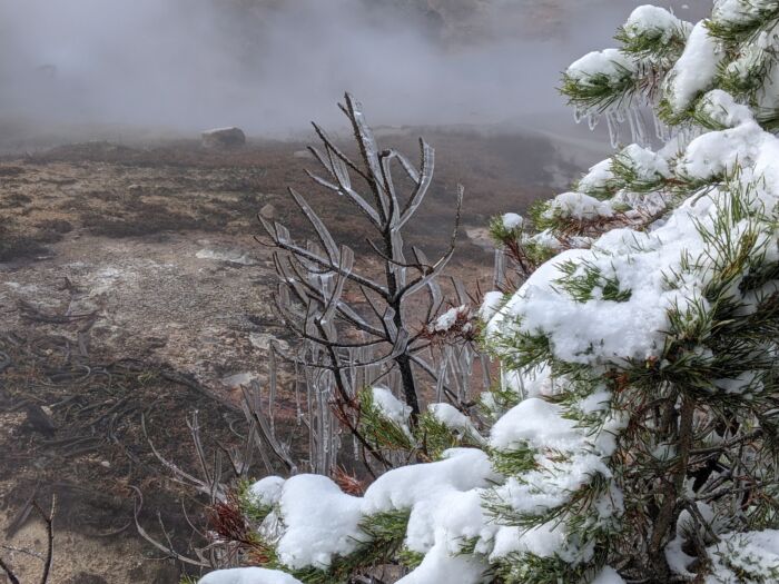 YNPBloodGeyserFrozenTree YNP Blood Geyser frozen tree